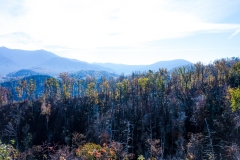 Great-Smoky-Mountains-21