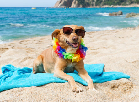 Relaxing dog at the beach with flowers garland